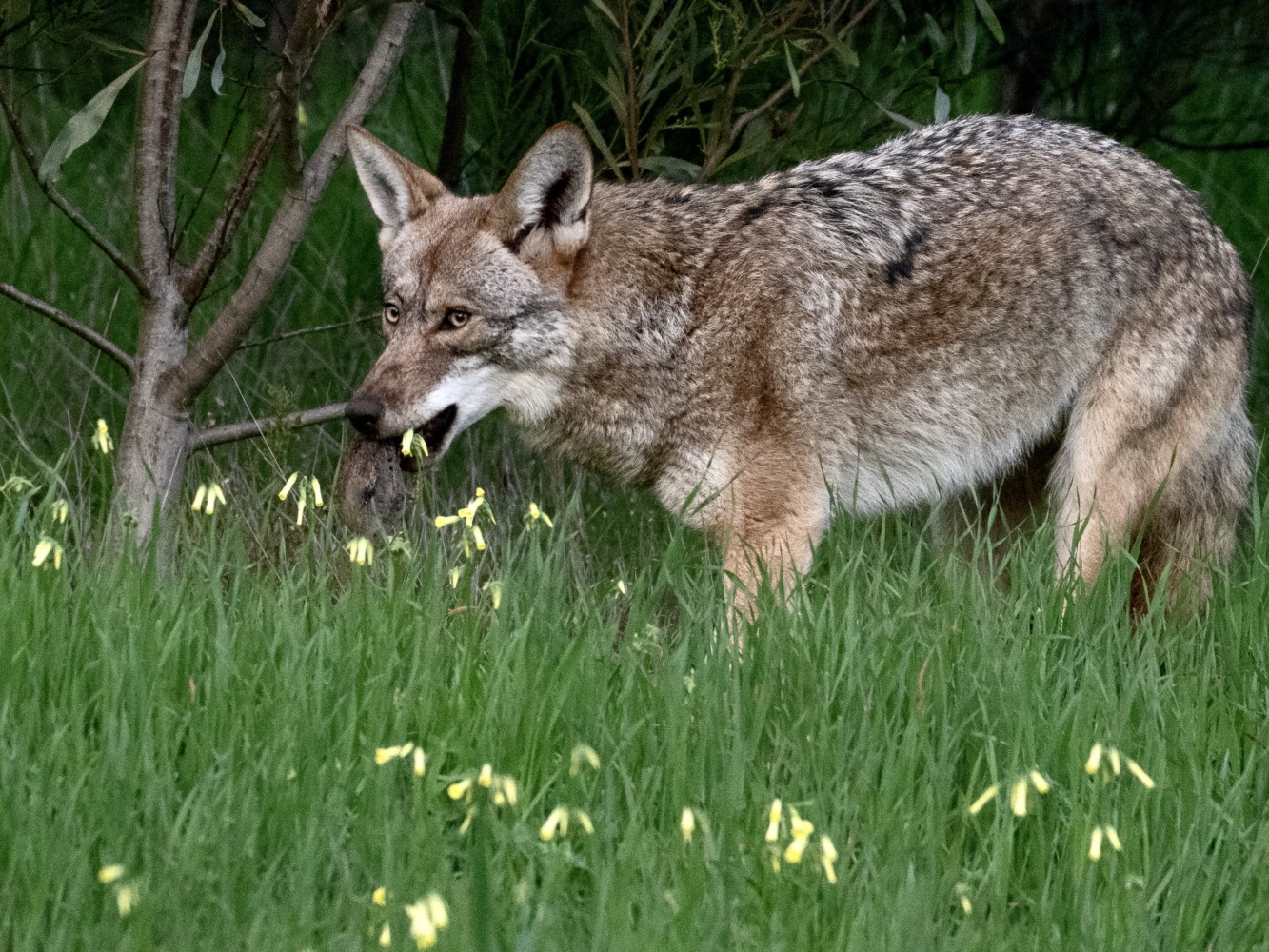 Coyote catching gopher in San Francisco Presidio