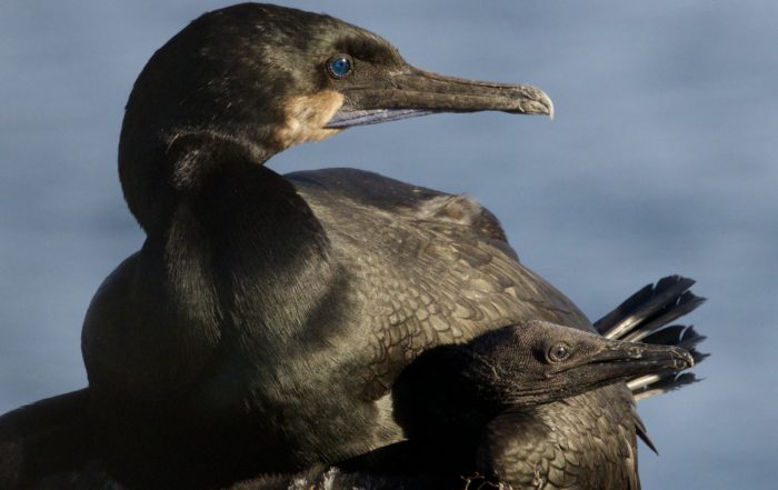 Brandt’s Cormorant Parent and Chick in Monterey