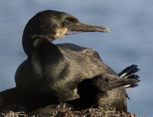 Brandt’s Cormorants and Their Chicks