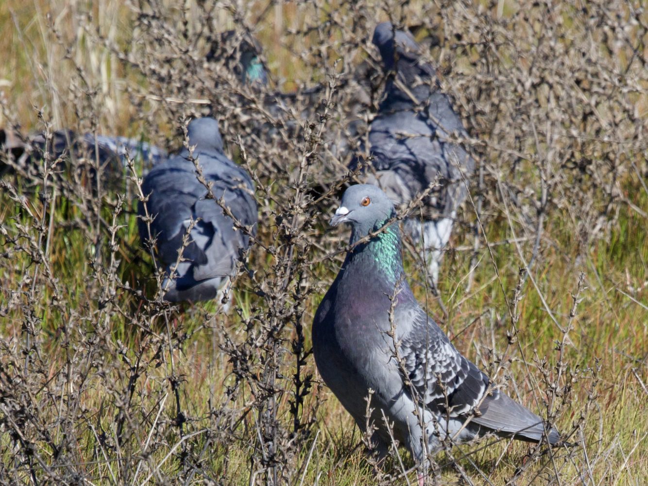 Feral Pigeons Eating Seeds