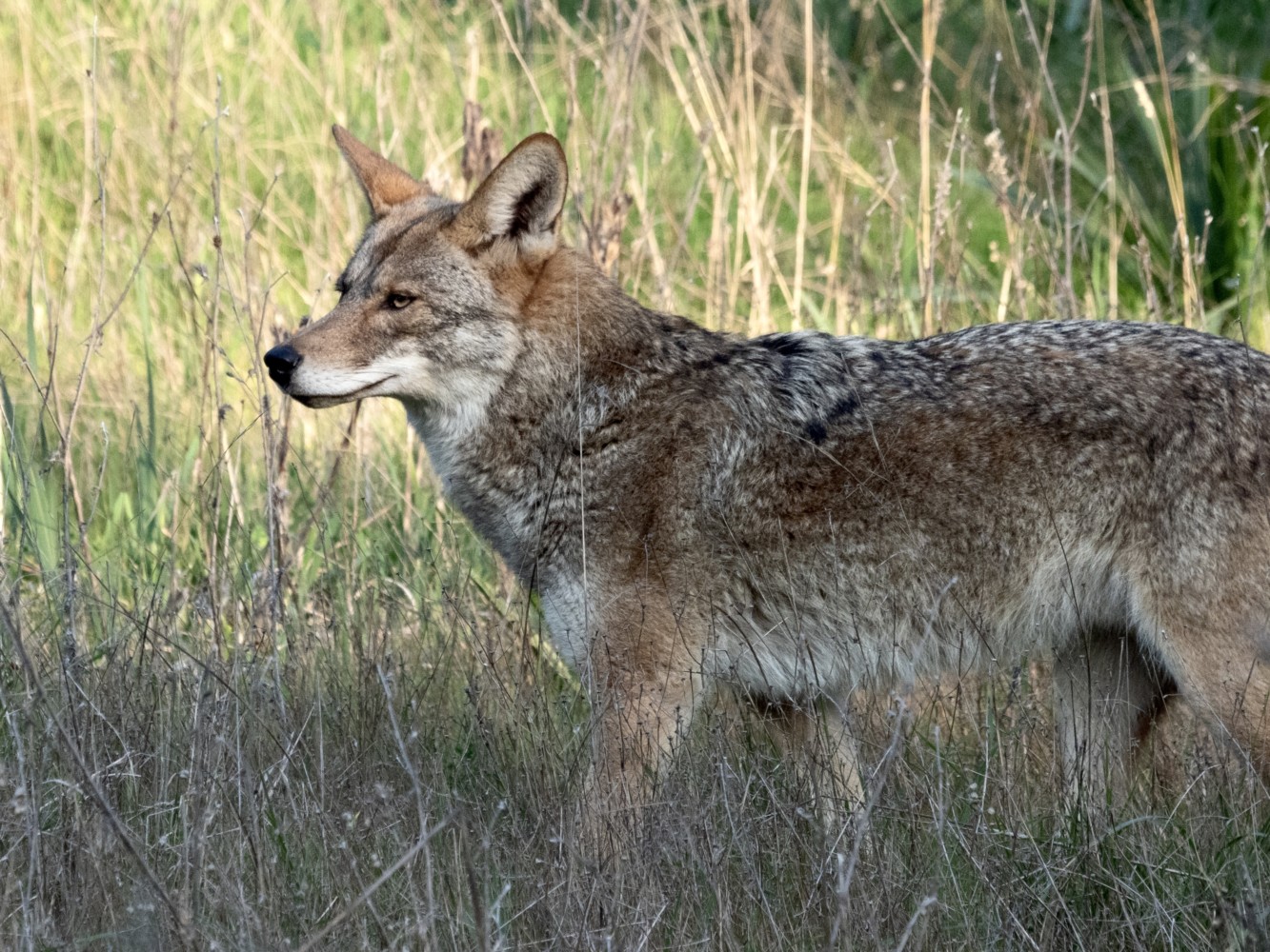 Coyote in Tall Grass