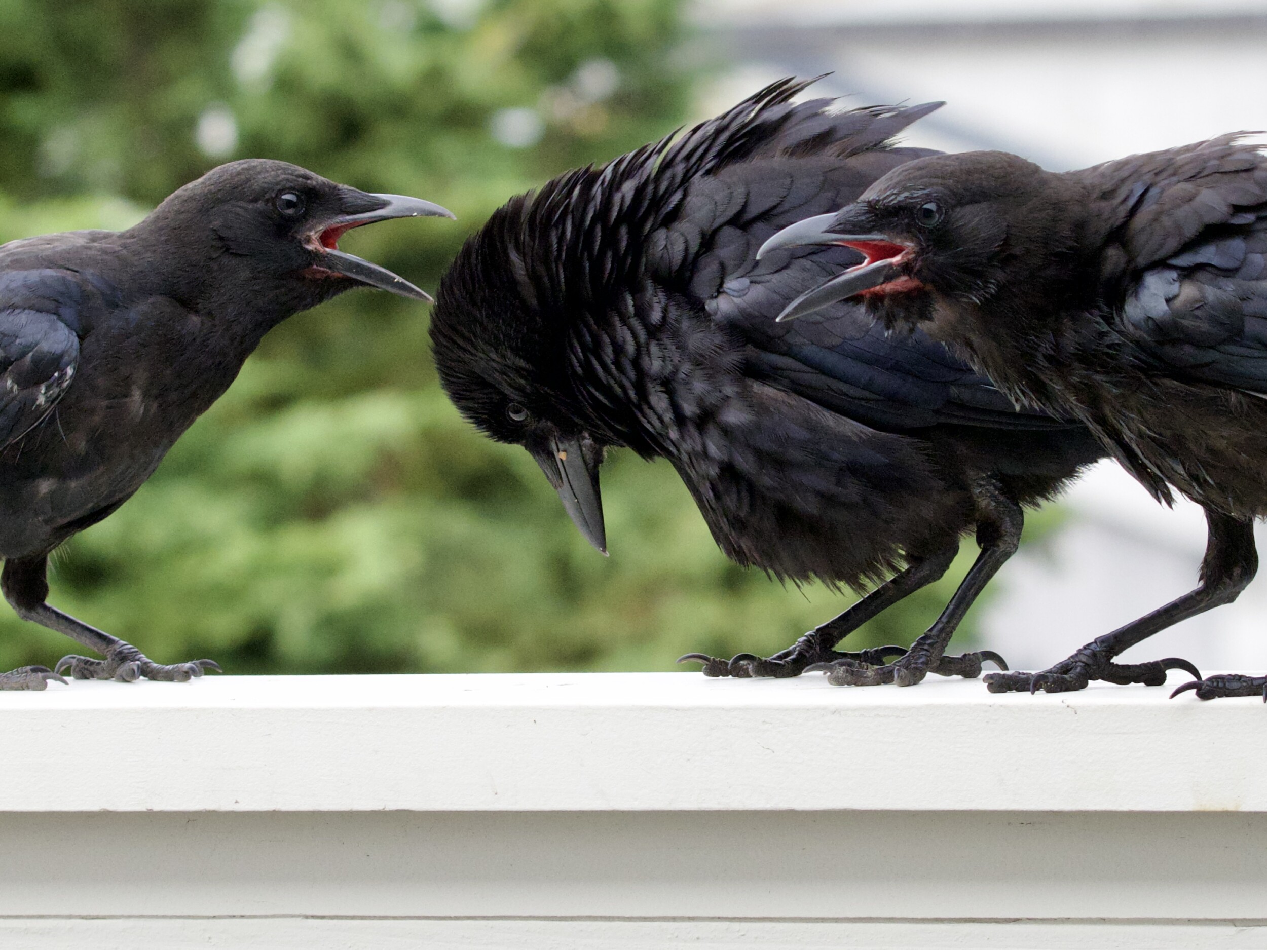 Juvenile American Crows Begging Parent