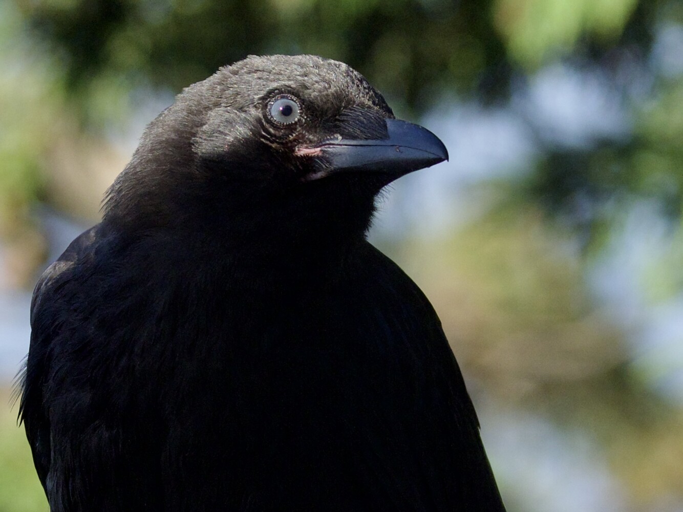 Juvenile Crow with Blue Eyes