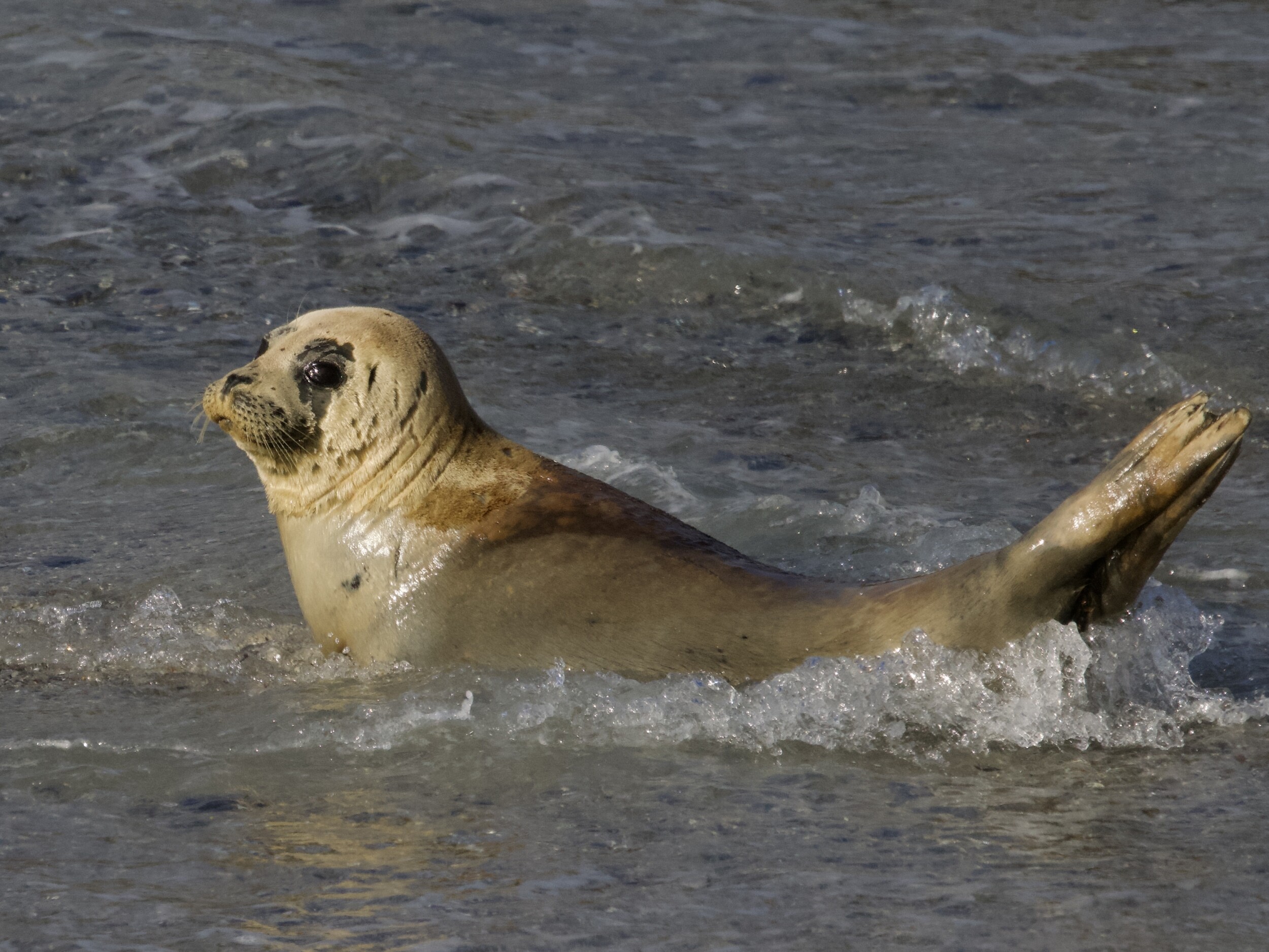Harbor Seal in Monterey Bay