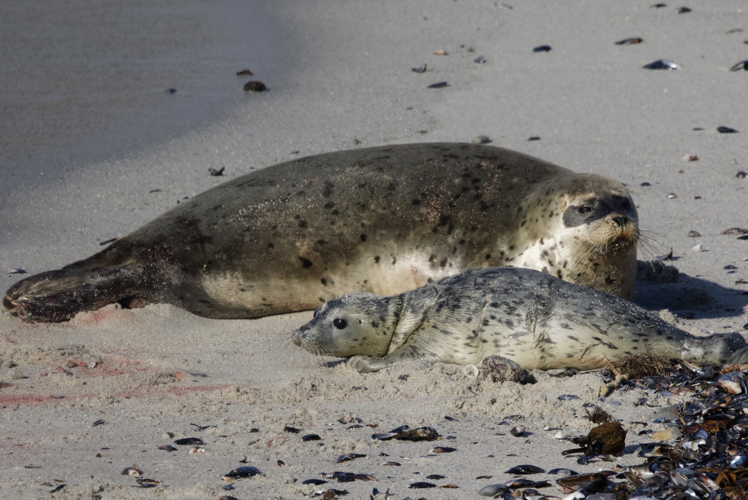 Newborn Harbor Seal Pup with Mother in Pacific Grove