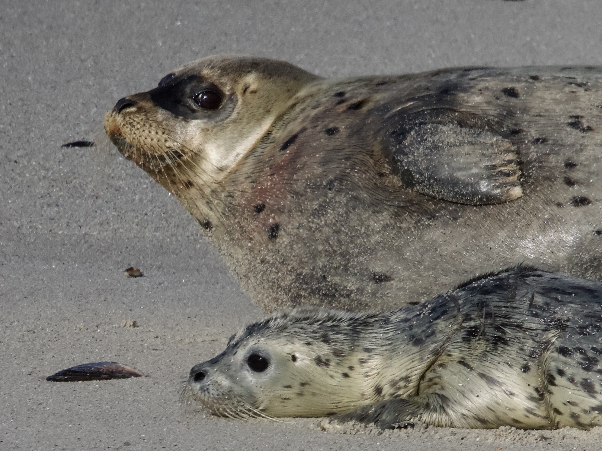 Newborn Harbor Seal Pup in Pacific Grove