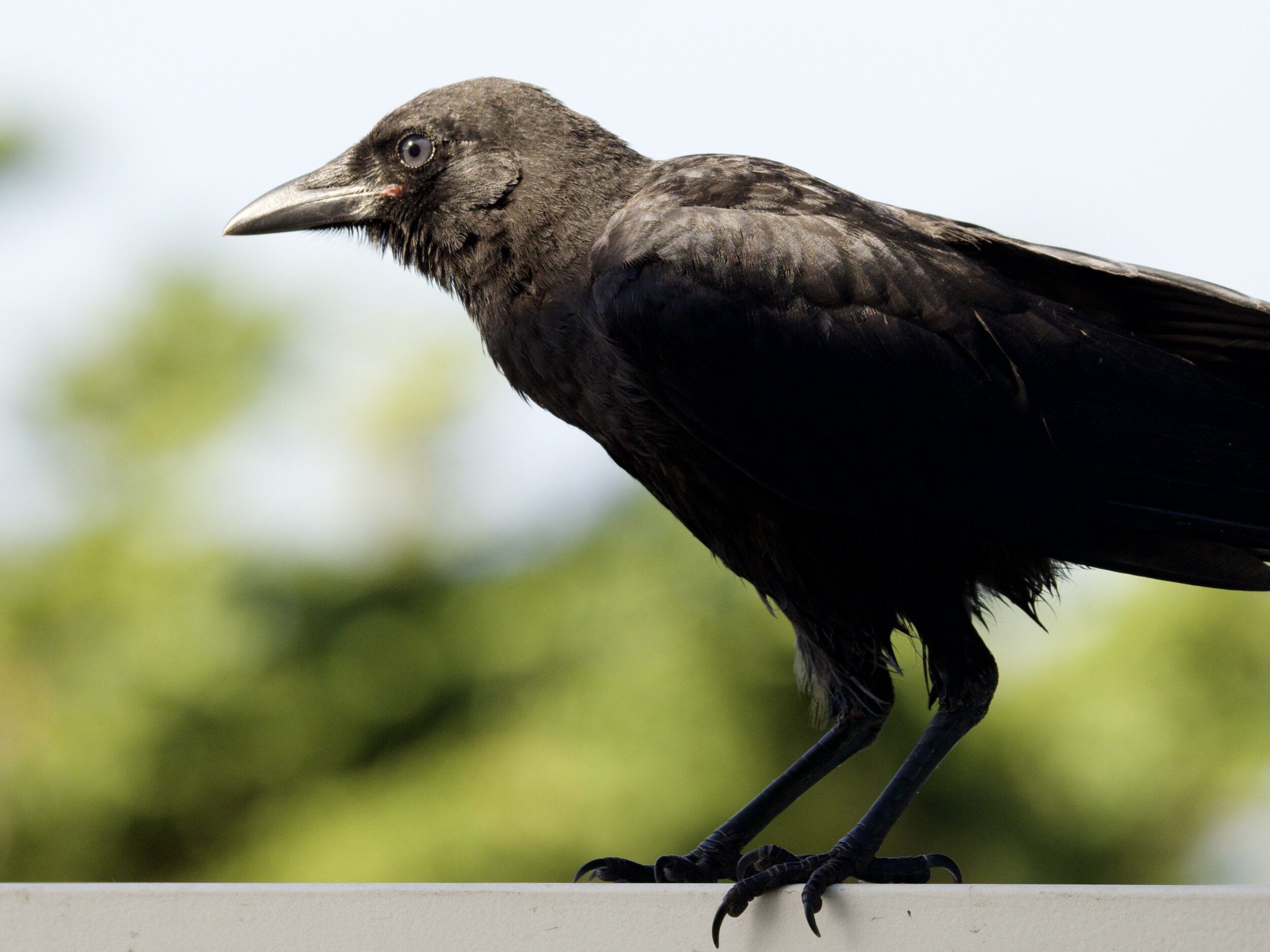 Juvenile American Crow