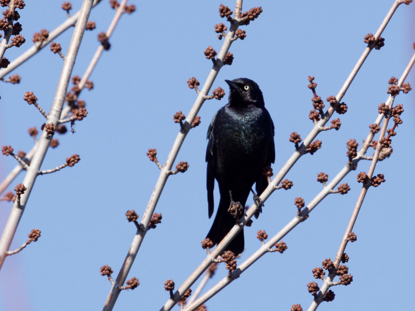 Brewer’s Blackbird at Hamilton Wetlands Brewer’s Blackbird at Hamilton Wetlands