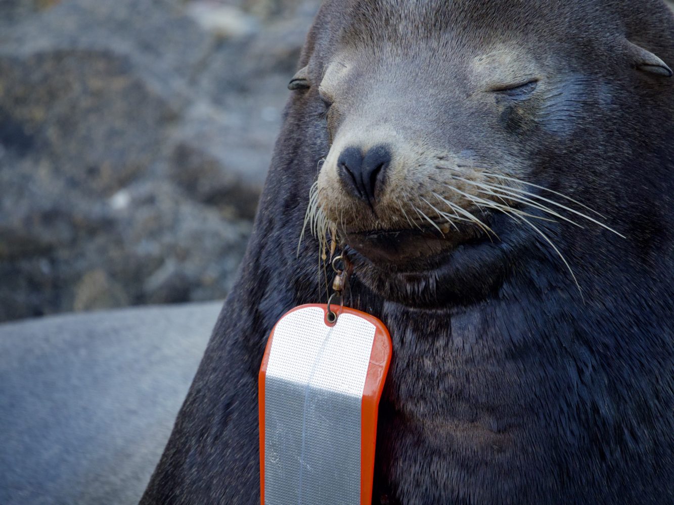 SEA LION WITH FISHING FLASHER IN MOUTH