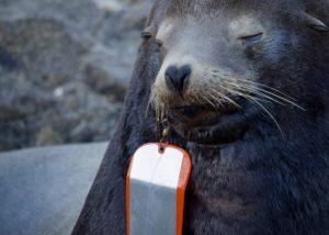 SEA LION WITH FISHING FLASHER IN MOUTH