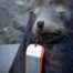 SEA LION WITH FISHING FLASHER IN MOUTH