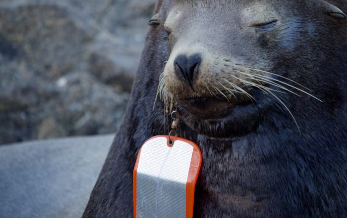 SEA LION WITH FISHING FLASHER IN MOUTH