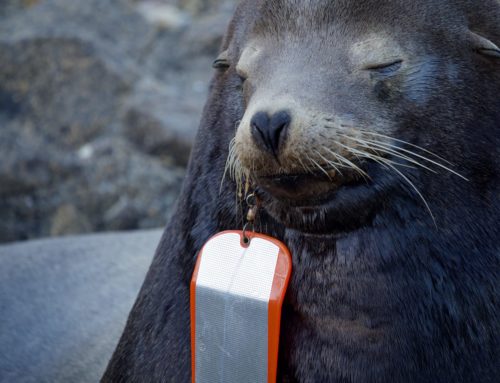 Sea Lion with Fishing Gear Injury