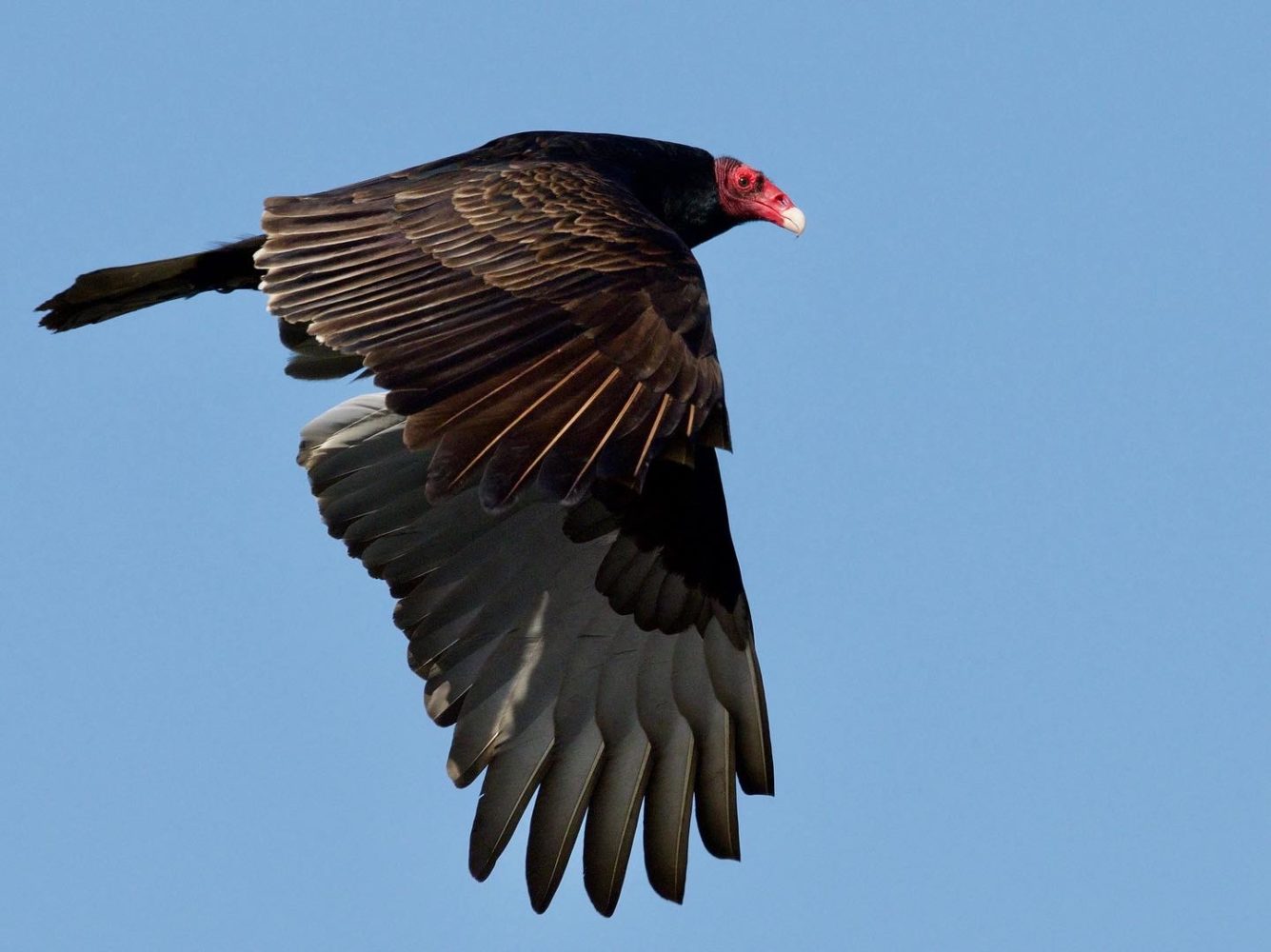 Turkey Vulture in Flight