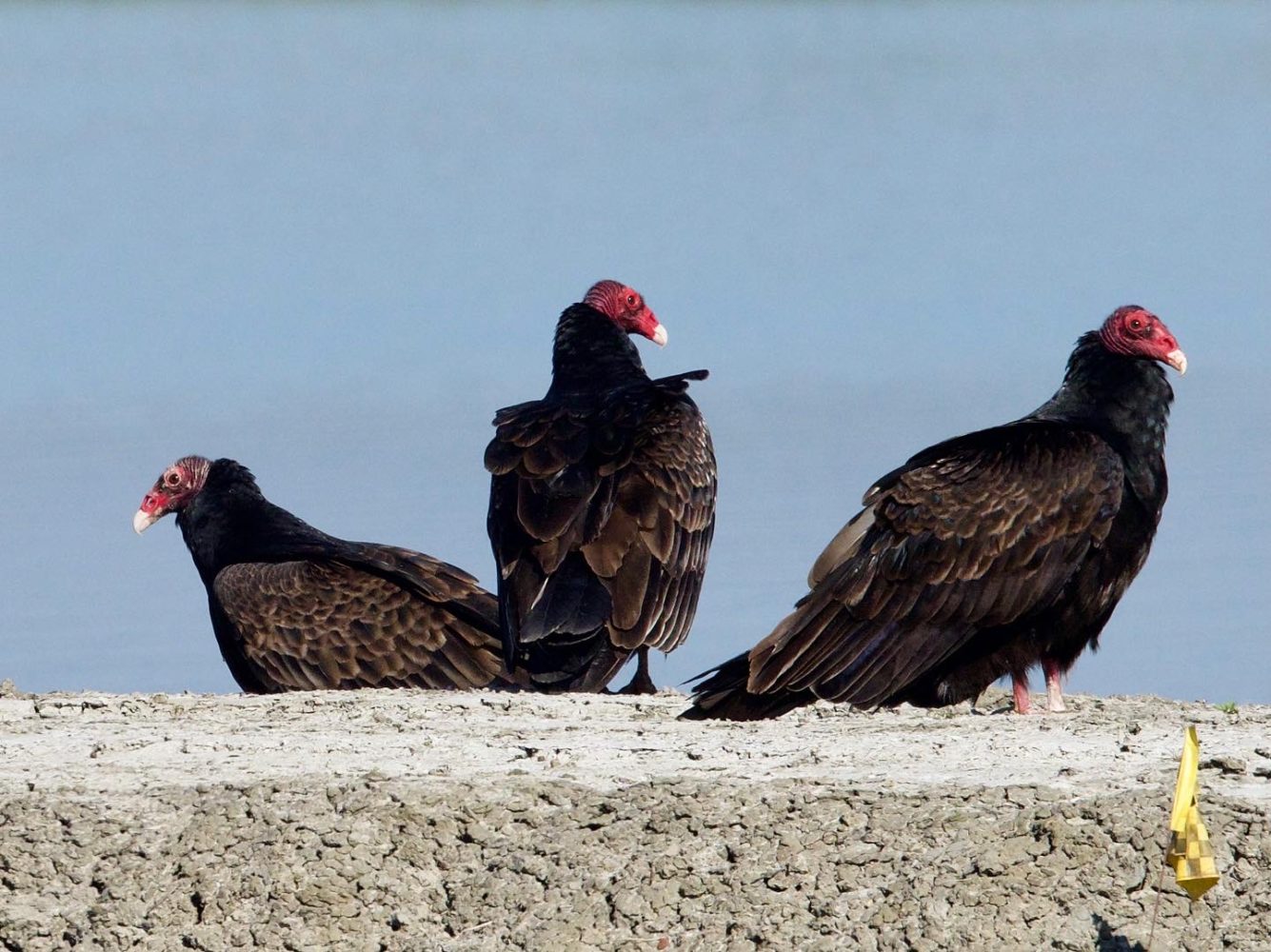 Wake of Turkey Vultures at Hamilton Wetlands Wake of Turkey Vultures at Hamilton Wetlands