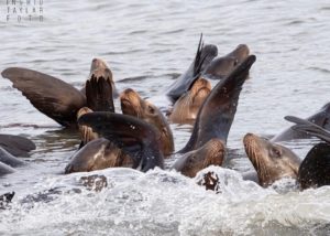 California Sea Lions Rafting in Moss Landing