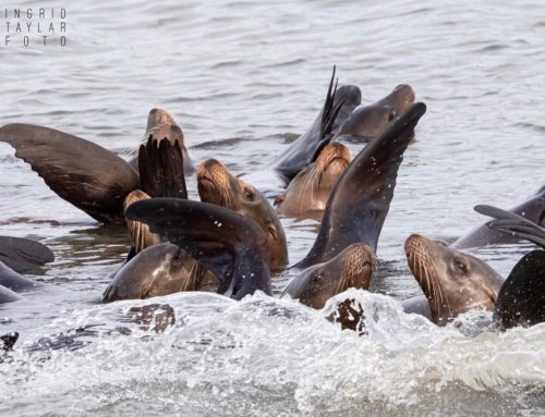California Sea Lions Rafting + Thermoregulating