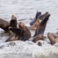 California Sea Lions Rafting in Moss Landing