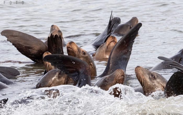 California Sea Lions Rafting in Moss Landing