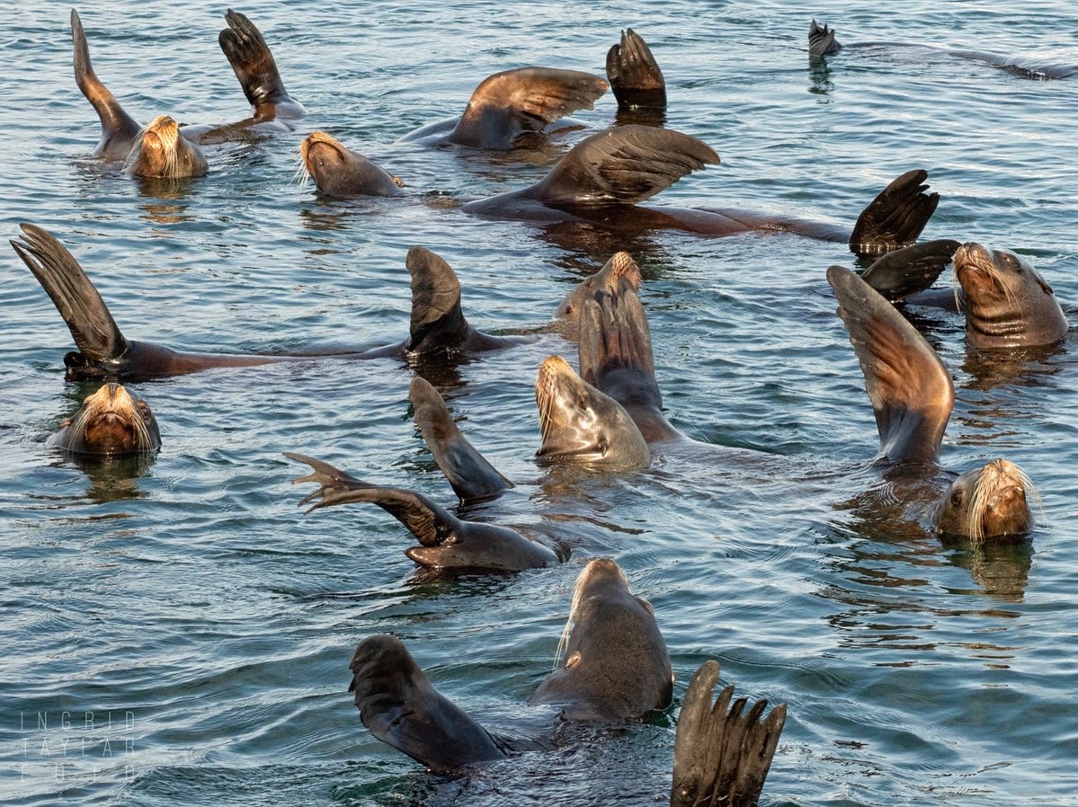 California Sea Lion Raft on Monterey Bay California Sea Lion Raft on Monterey Bay