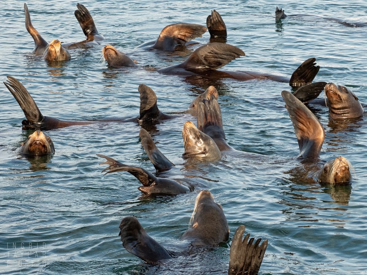 California Sea Lion Raft on Monterey Bay