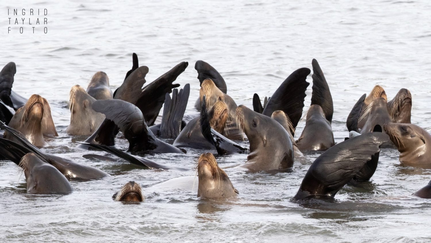 California Sea Lions Rafting in Moss Landing