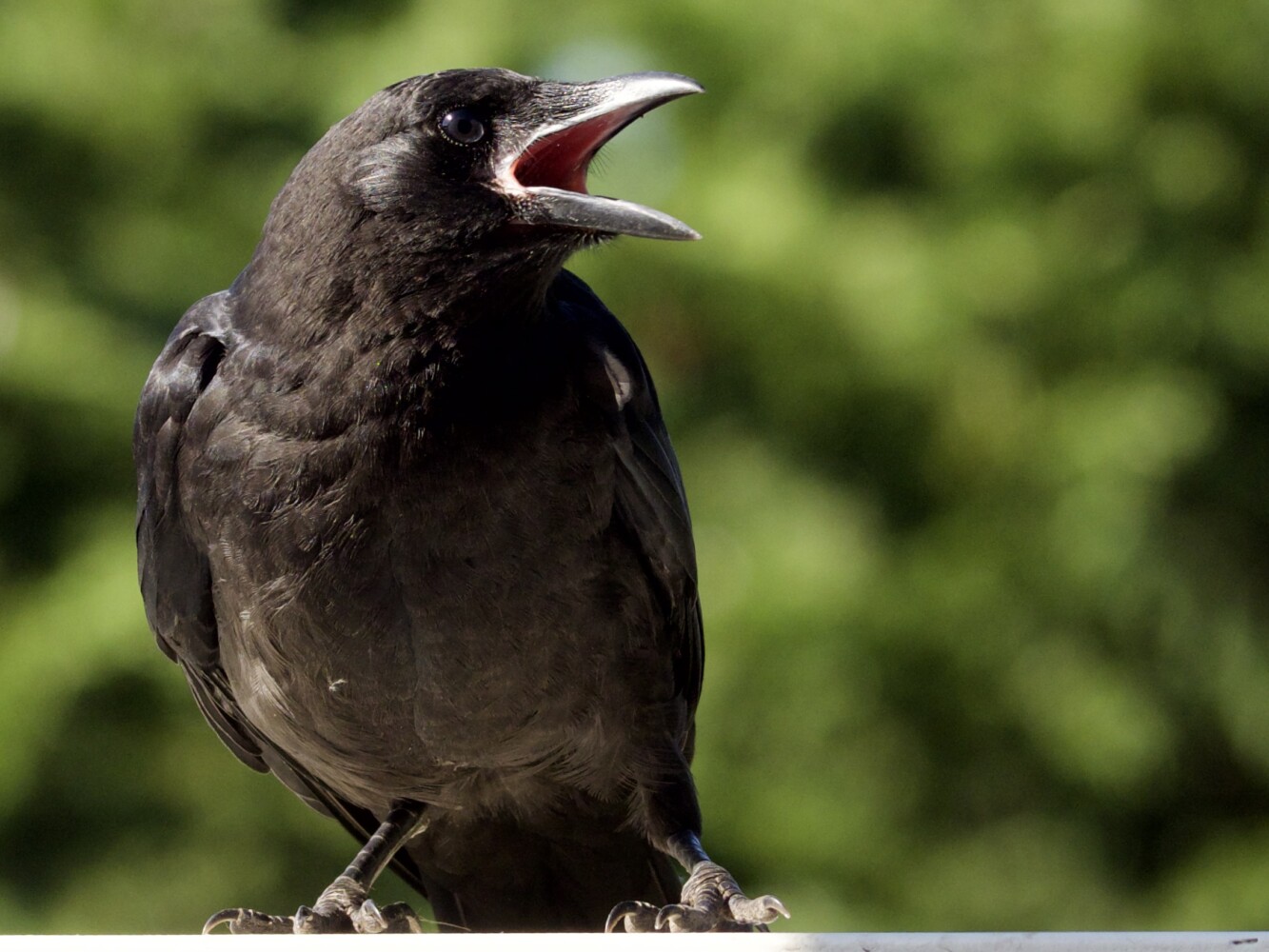 Juvenile Crow Begging from Parent Juvenile Crow Begging from Parent