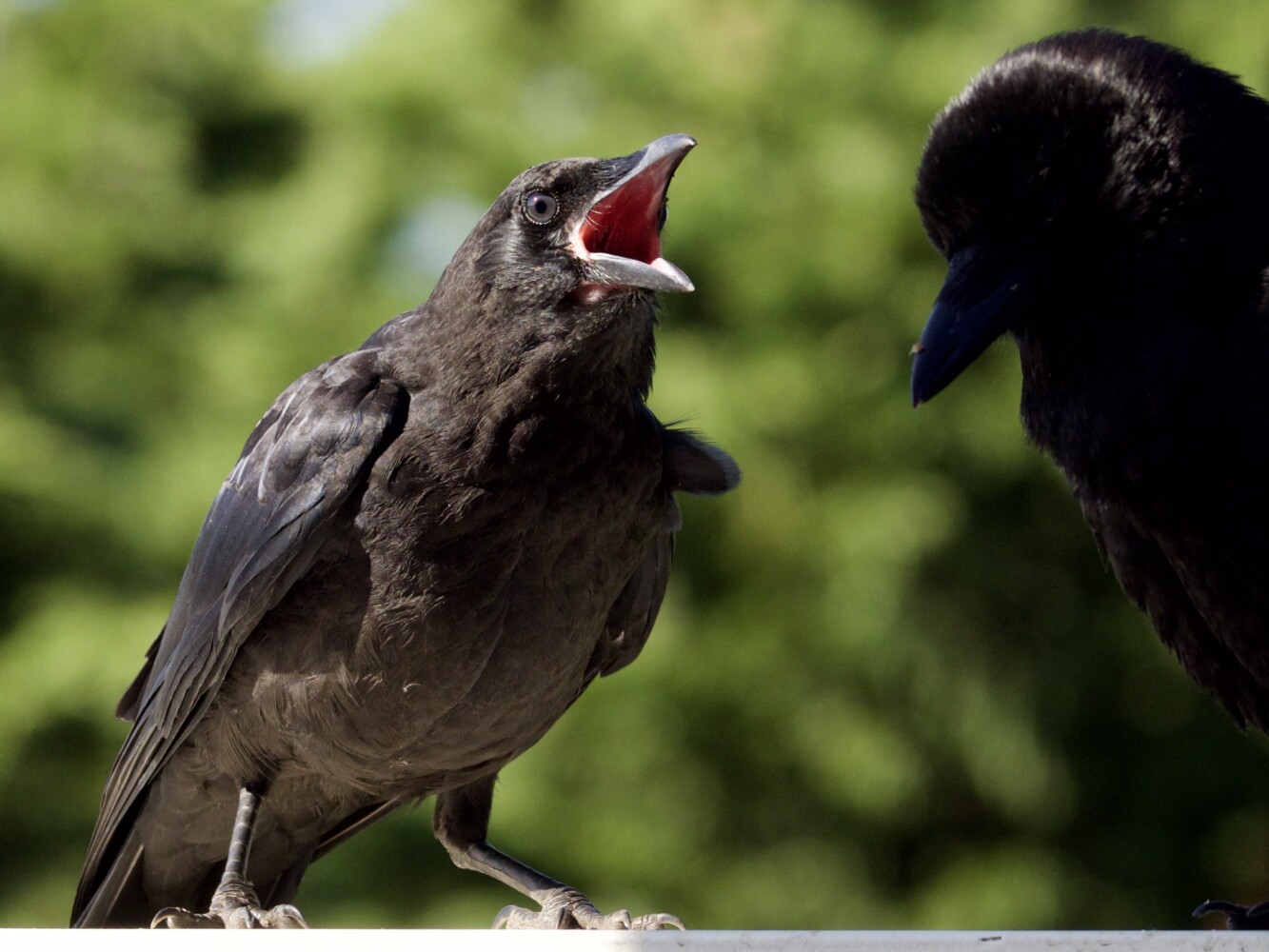 Juvenile crow begging from parent Juvenile crow begging from parent