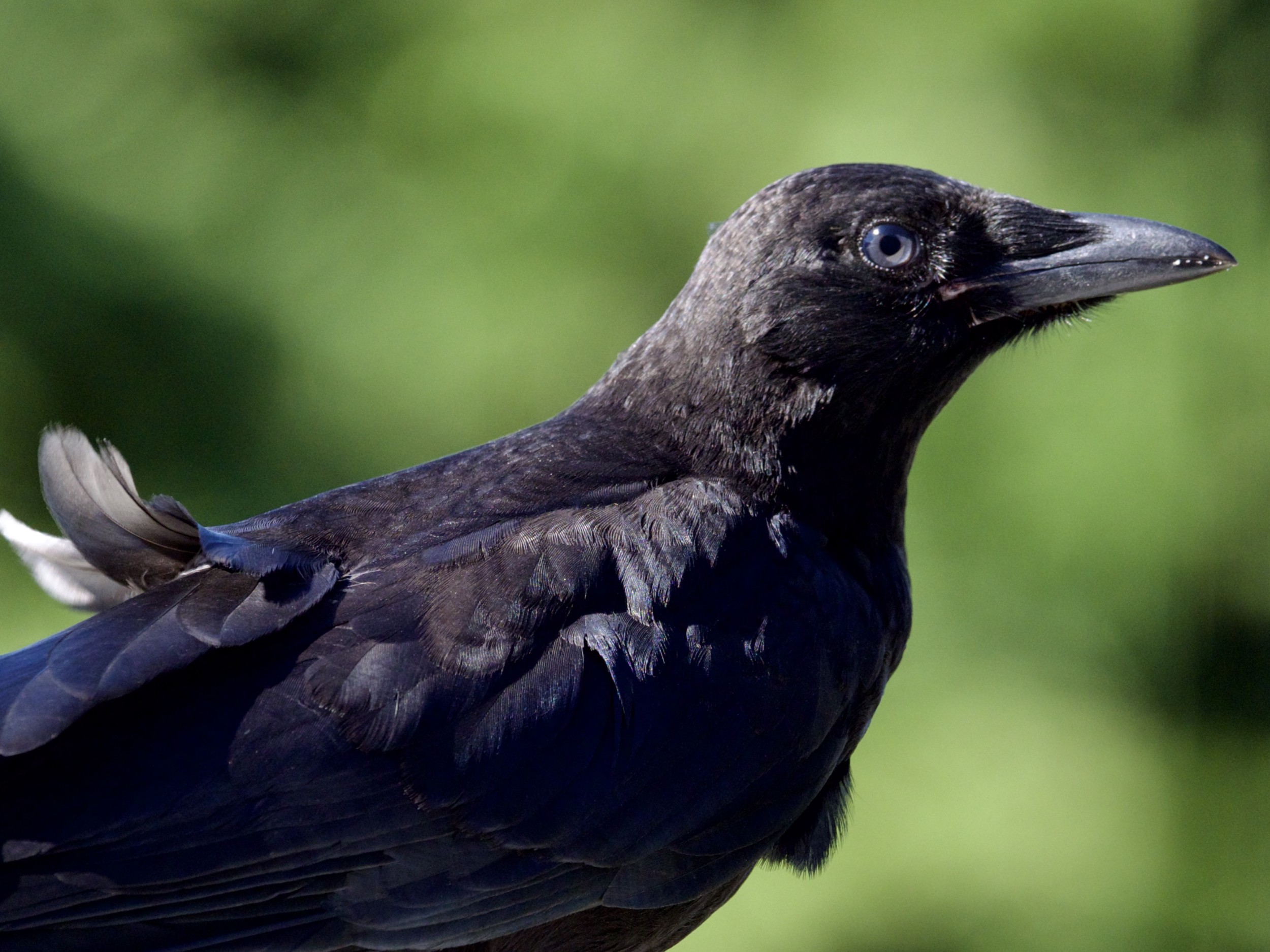Juvenile Crow with Blue Eyes