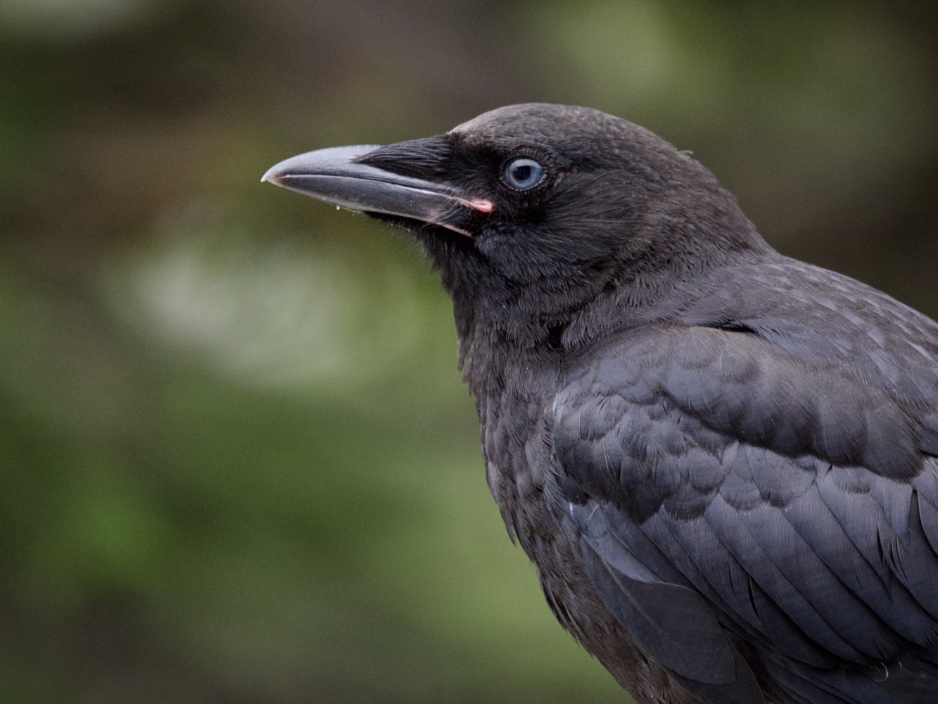 Juvenile American Crow with Blue Eyes