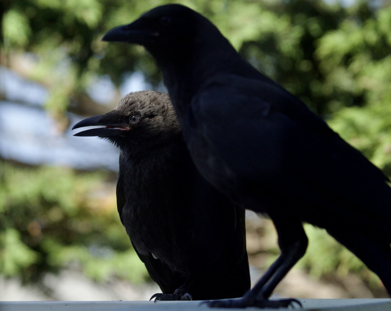 Immature American Crow Juvenile Crow with Parent