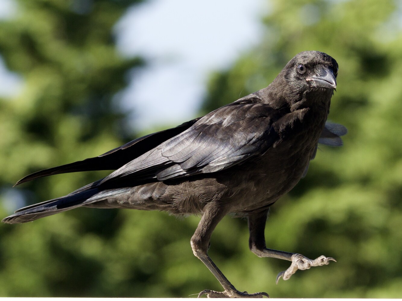 Juvenile Crow walking on fence