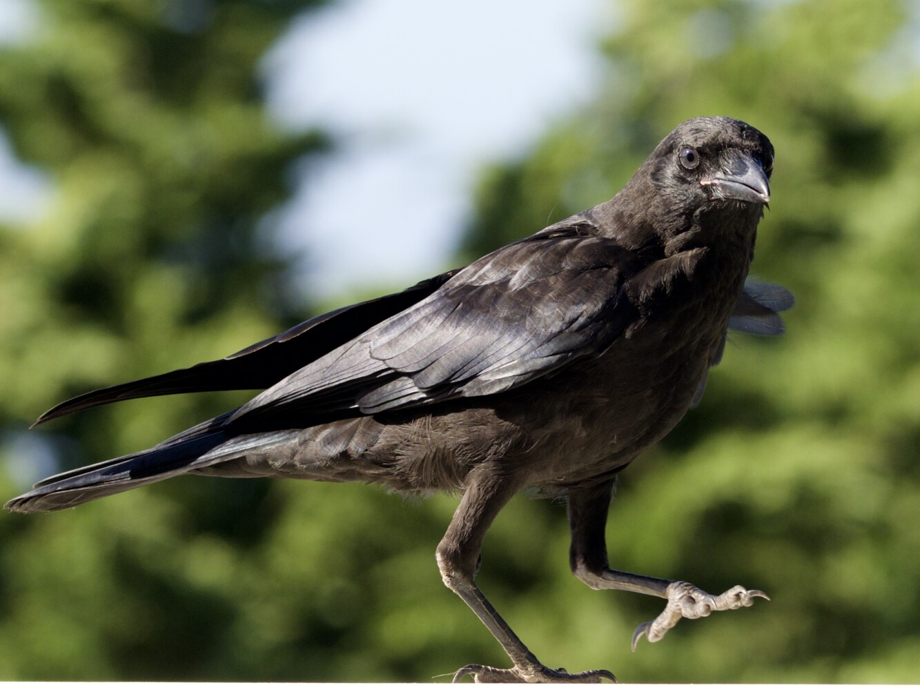 Juvenile Crow walking on fence Juvenile Crow walking on fence