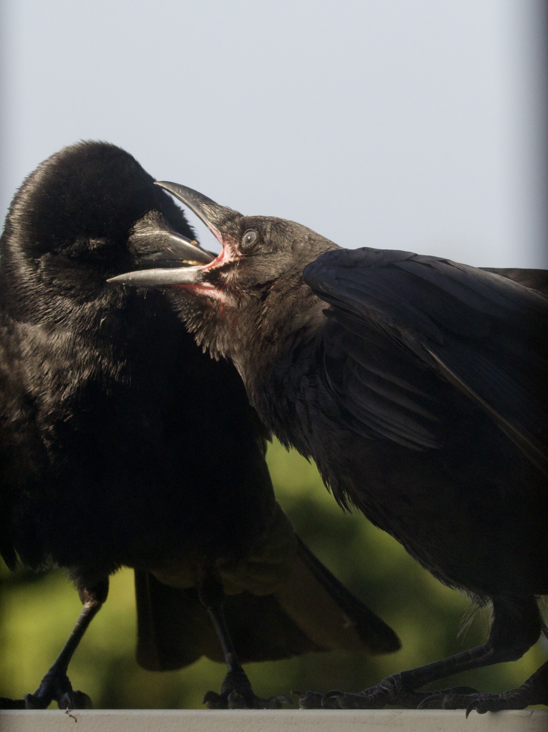 Parent American Crow feeing baby
