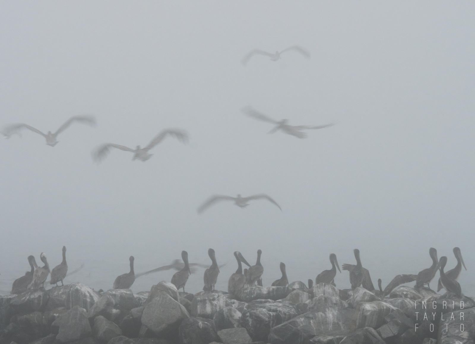 Brown Pelicans on Breakwater in the Fog 2