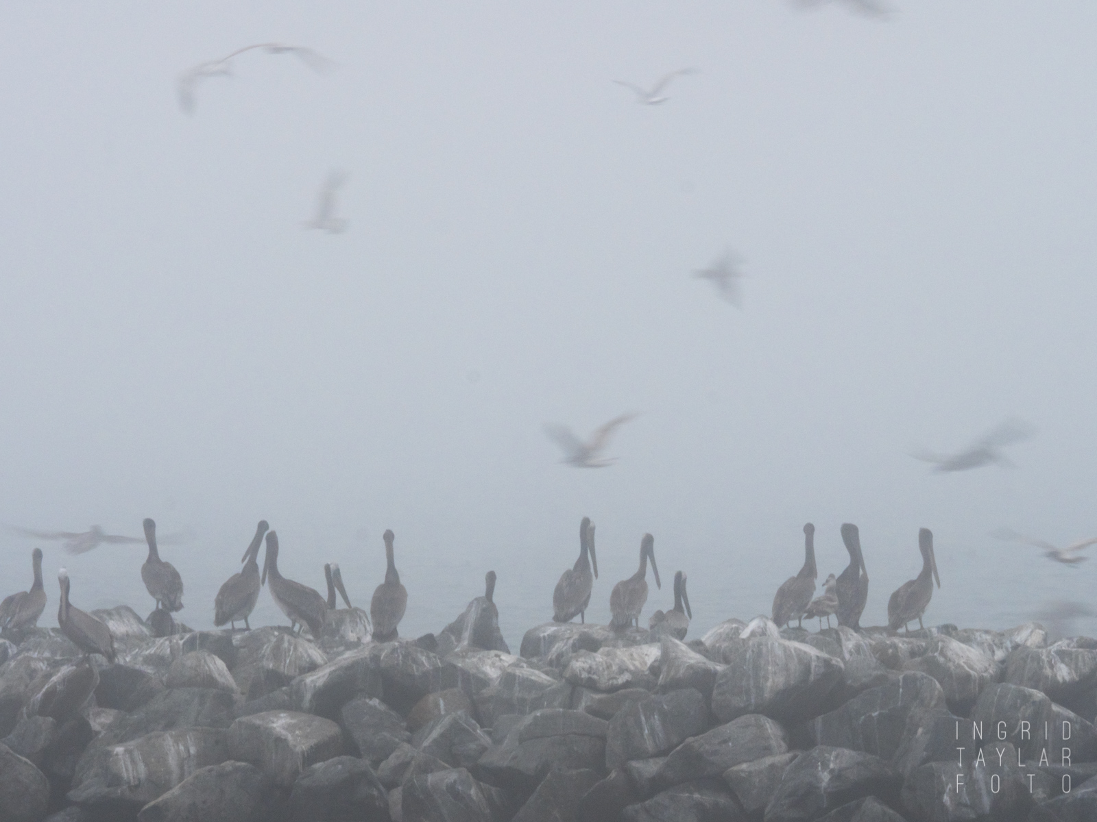 Brown Pelicans on Breakwater in the Fog