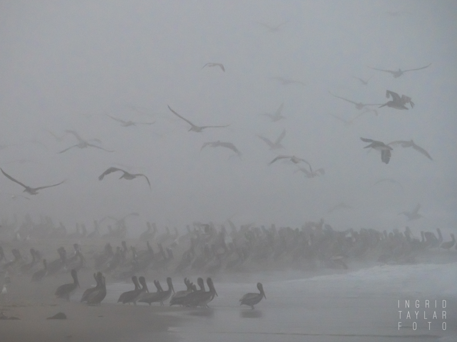 Brown Pelicans on the Beach in the Fog