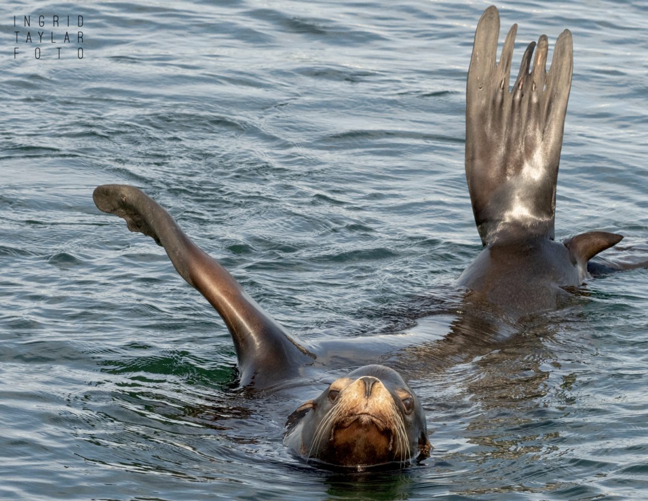 California Sea Lions Rafting on Monterey Bay California Sea Lions Rafting on Monterey Bay
