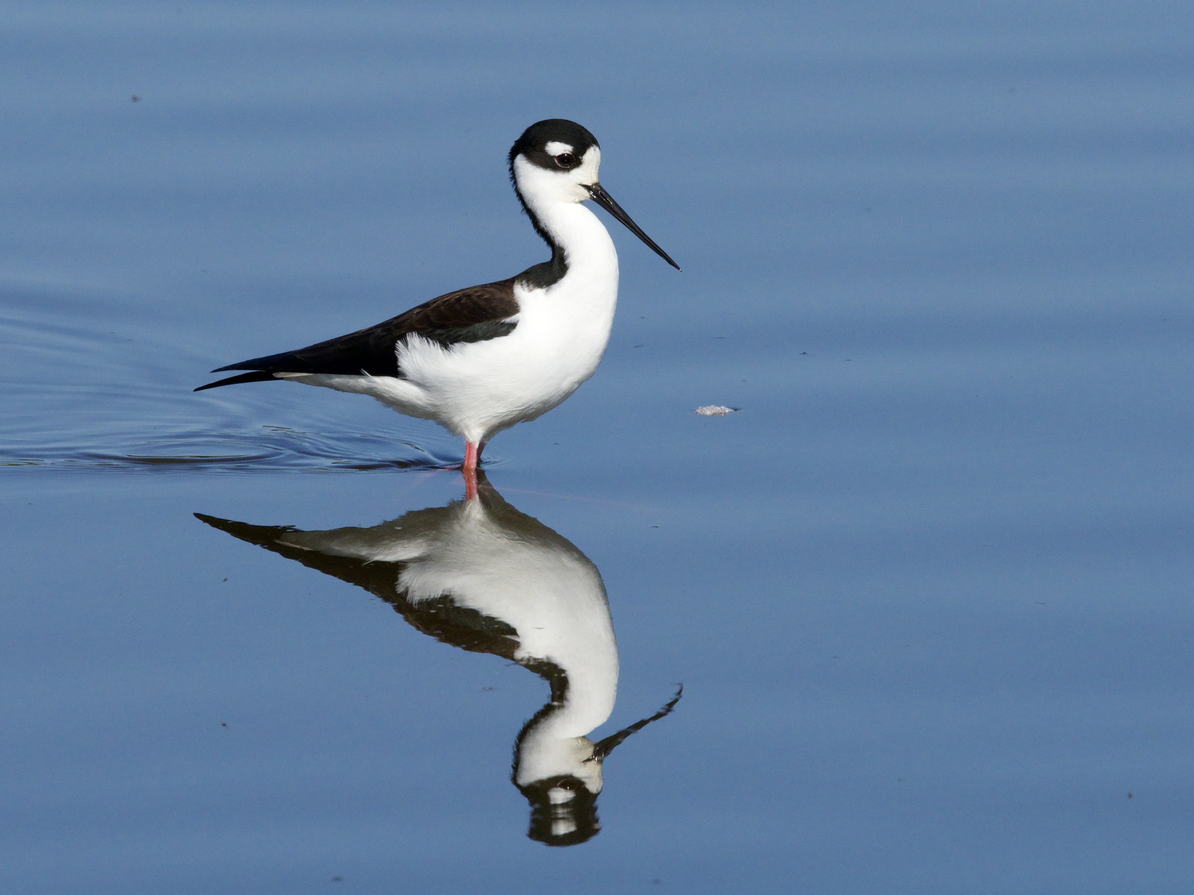 Black-necked Stilt Reflected at Hamilton Wetlands