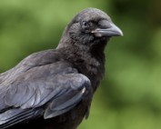 Juvenile American Crow with Blue Eyes