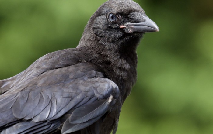 Juvenile American Crow with Blue Eyes
