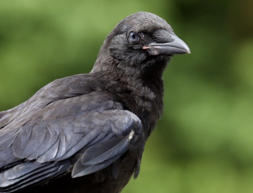Bright Blue Eyes of Baby Crows