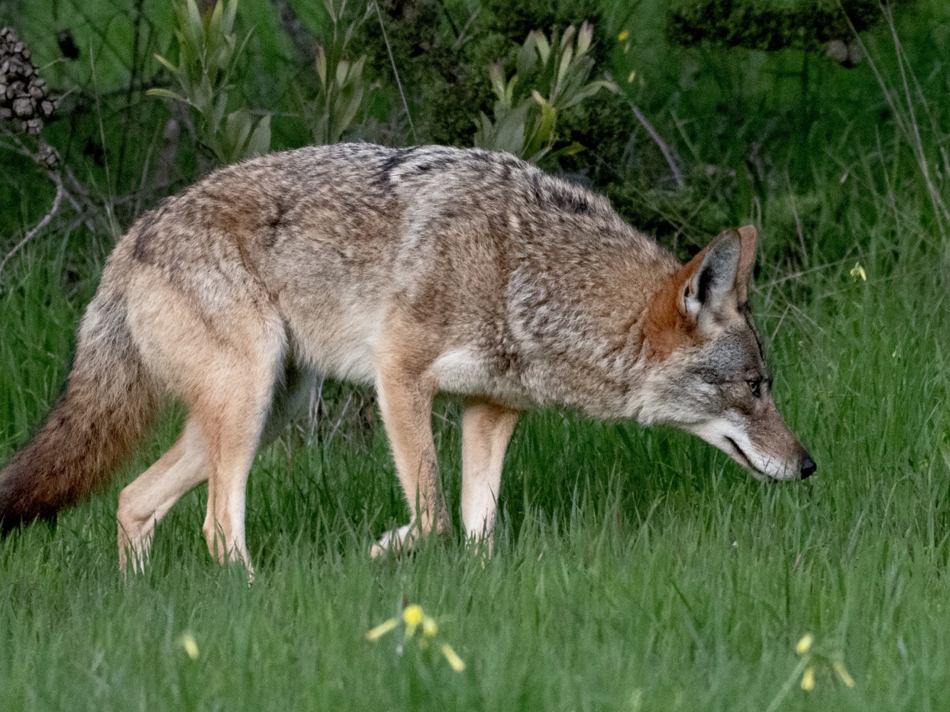 Coyote in San Francisco