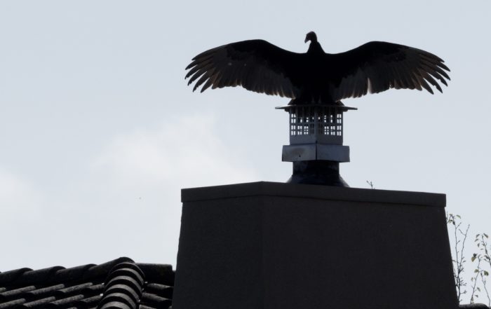 Turkey Vulture Silhouette on Chimney