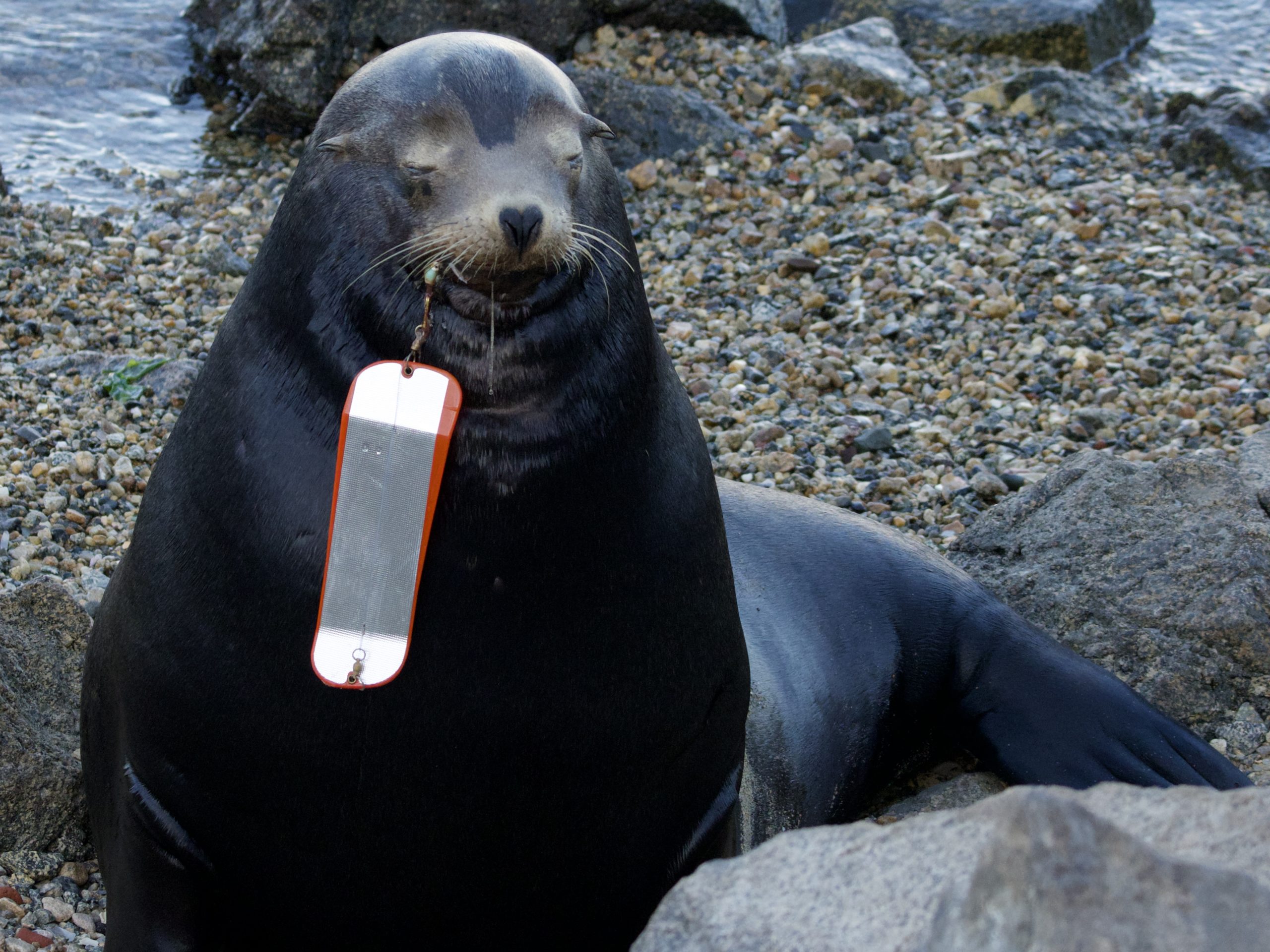 Sea Lion with Fishing Hook and Flasher