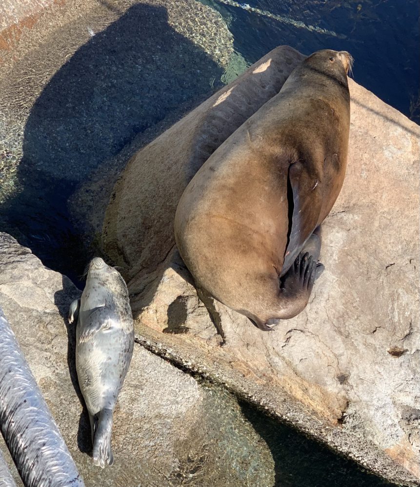 Harbor Seal Pup and Sea Lion