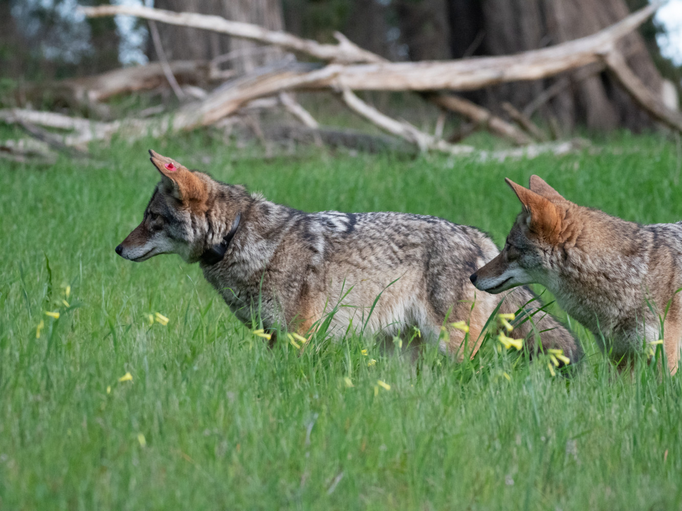 Alpha Coyote Pair in San Francisco Presidio Alpha Coyote Pair in San Francisco Presidio