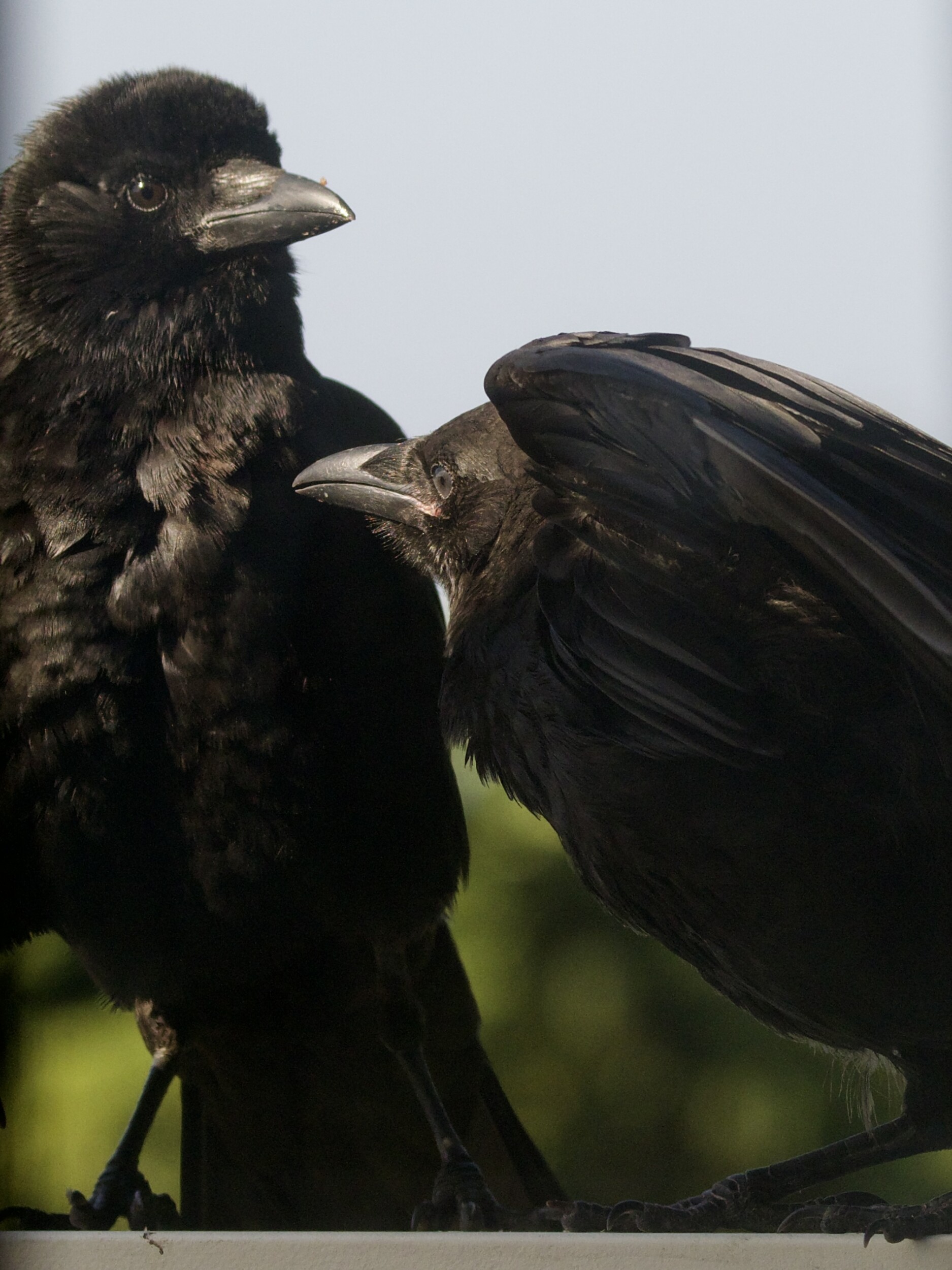 Parent and Juvenile American Crow