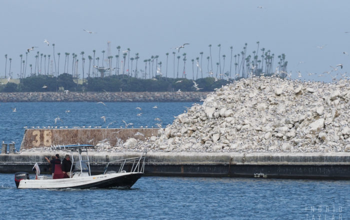 International Bird Rescue Elegant Tern Operation in Long Beach