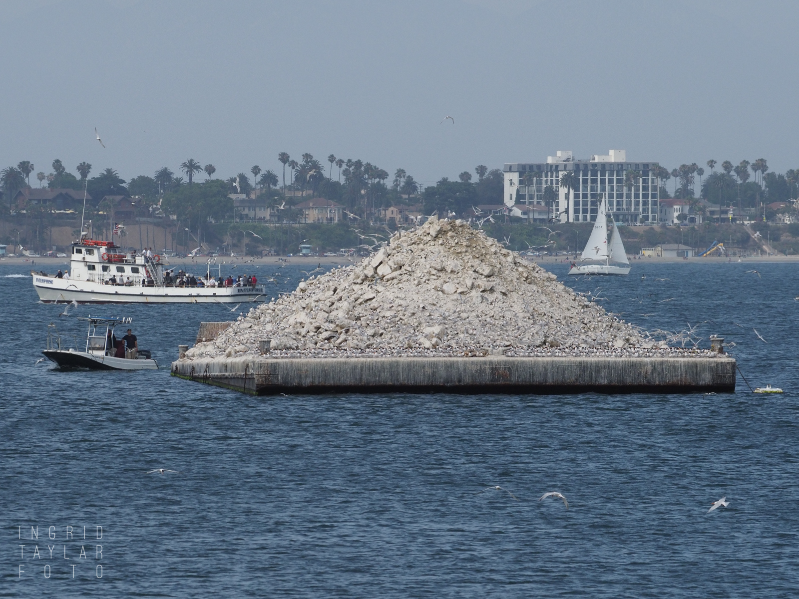 Elegant Tern Nesting Barge in Long Beach